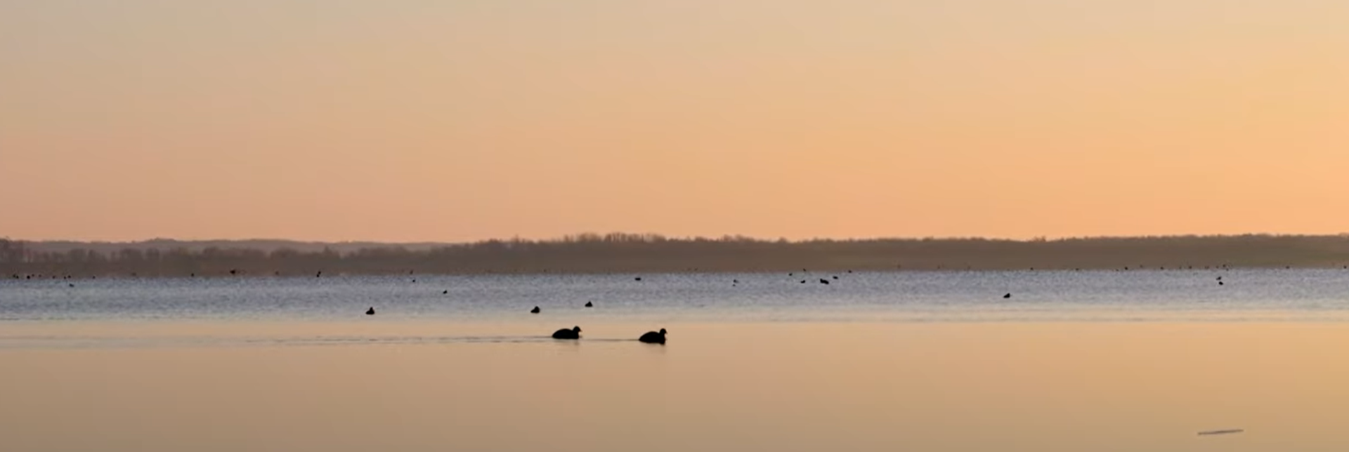 2021 Ducks Unlimited Rice Stewardship Program